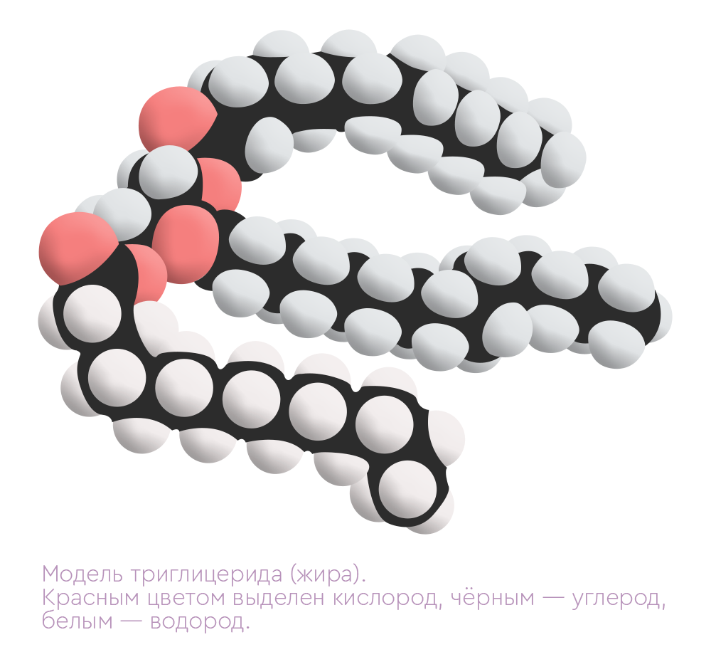 Жирных молекул. Модель молекулы жира. Молекула жира формула. Молекула триглицерида. Молекула жира рисунок.