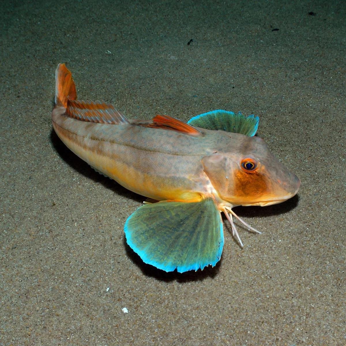 Морской петух черное море