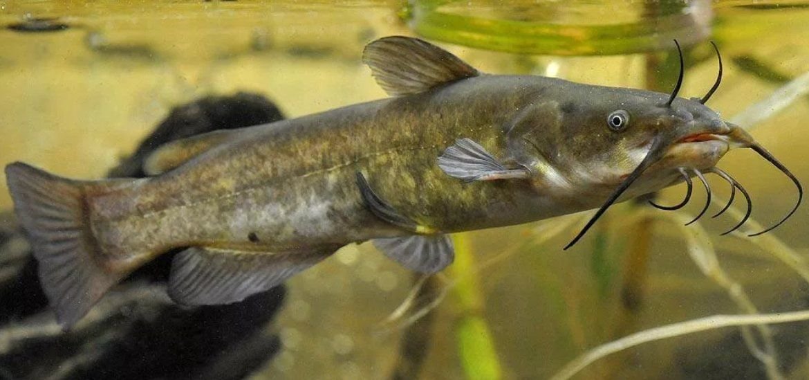 канальный сомик ictalurus punctatus. канадский канальный сомик. канальный сомик фото. канальный сомик. канальный сомик.