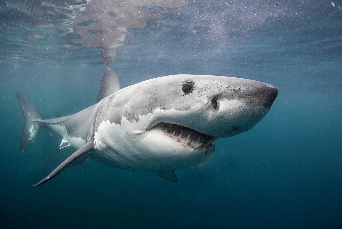 Большая белая акула. Carcharodon carcharias. Большая белая акула кархародон. Акула белая, акула-людоед, кархародон. Большая белая акула (great White Shark).