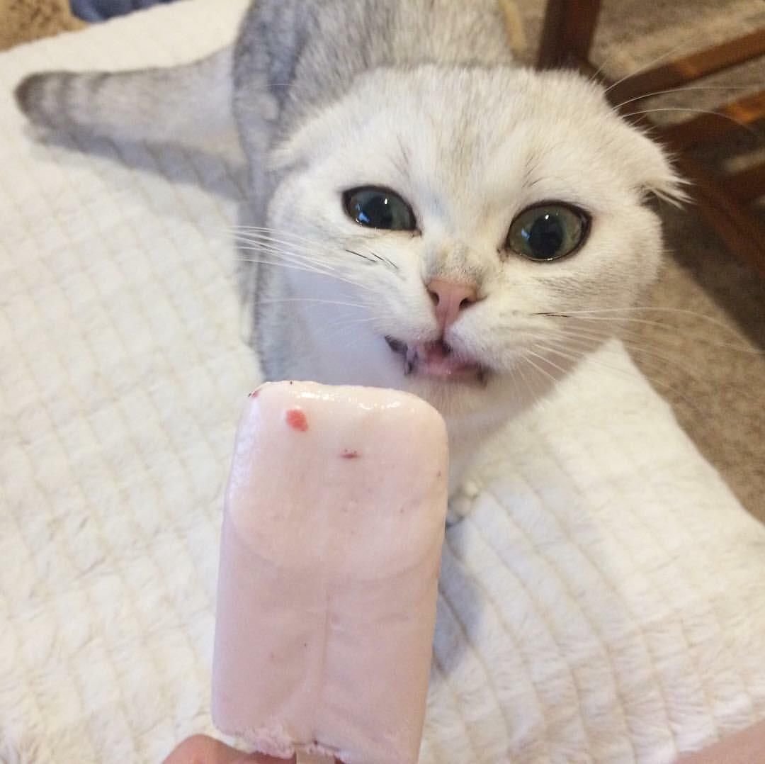 Кот с мороженым