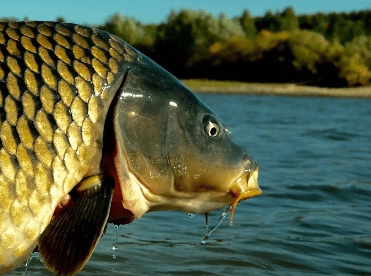 Сазан (Cyprinus Carpio)