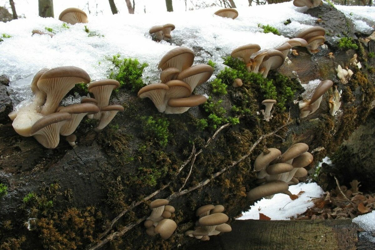Вешенки грибы фото съедобные фото