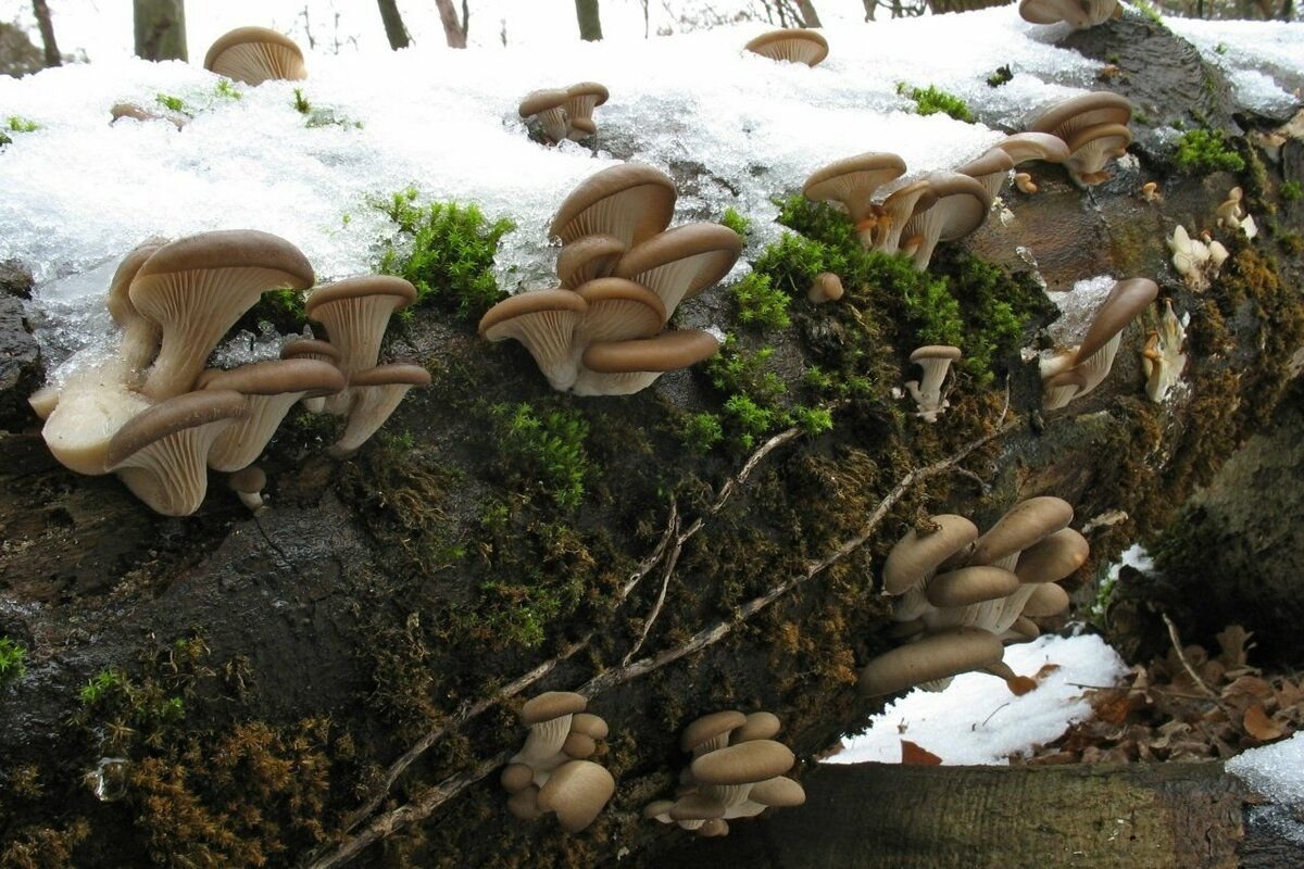 Вешенка описание. Вешенка обыкновенная (Pleurotus ostreatus). Вёшенка обыкновенная / Pleurotus ostreatus. Вёшенка устричная (Pleurotus ostreatus). Вешенка говорушка древесные.