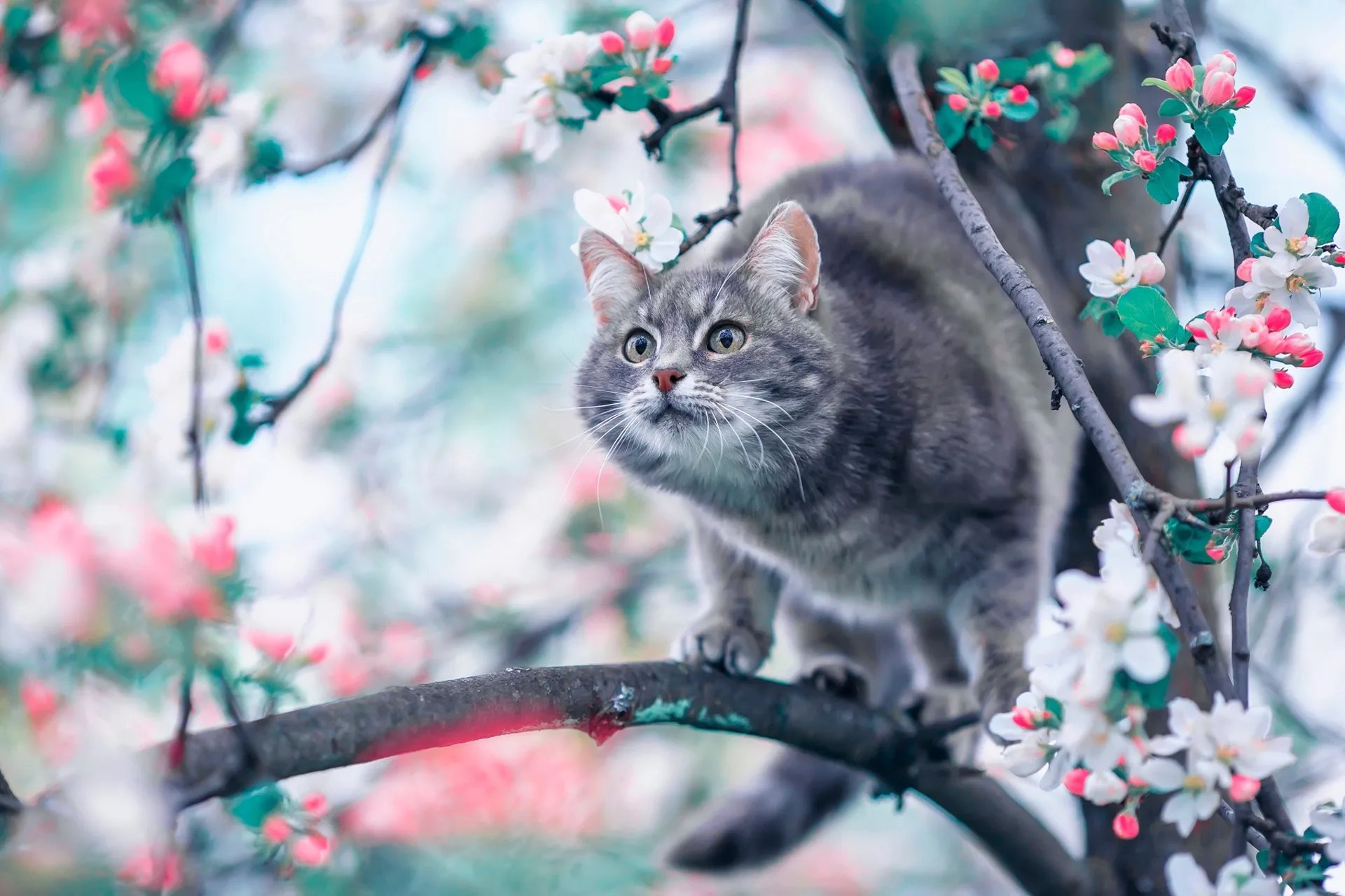 Весенние картинки с котами