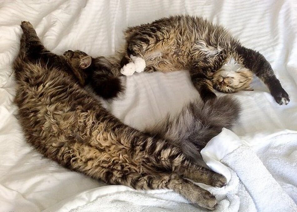 Кот на кровати картинки