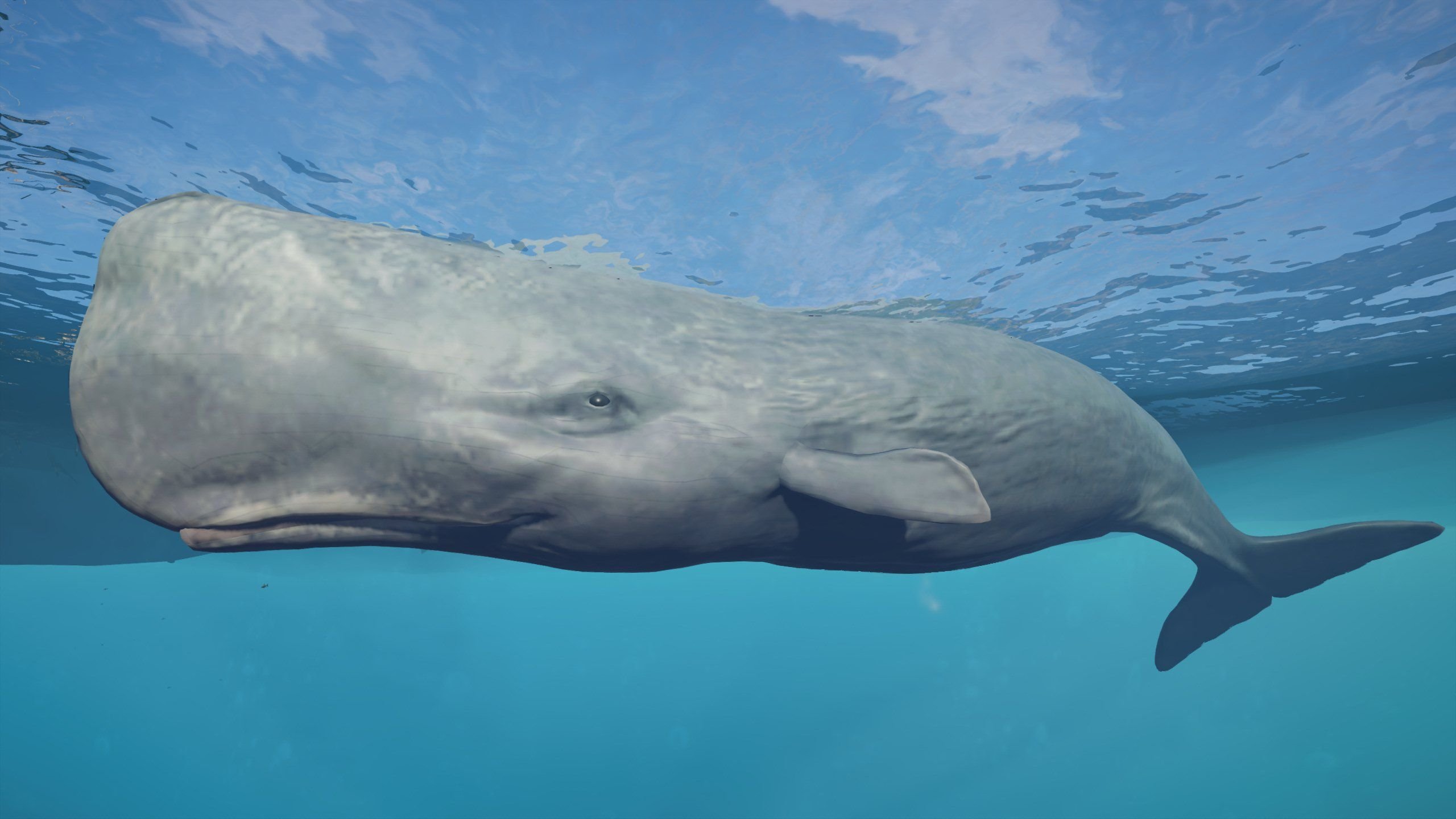 Grey whales often called friendly whales make. Кашалот в Антарктиде. Кит Кашалот. Белый кит убийца Кашалот. Китообразные Кашалот.