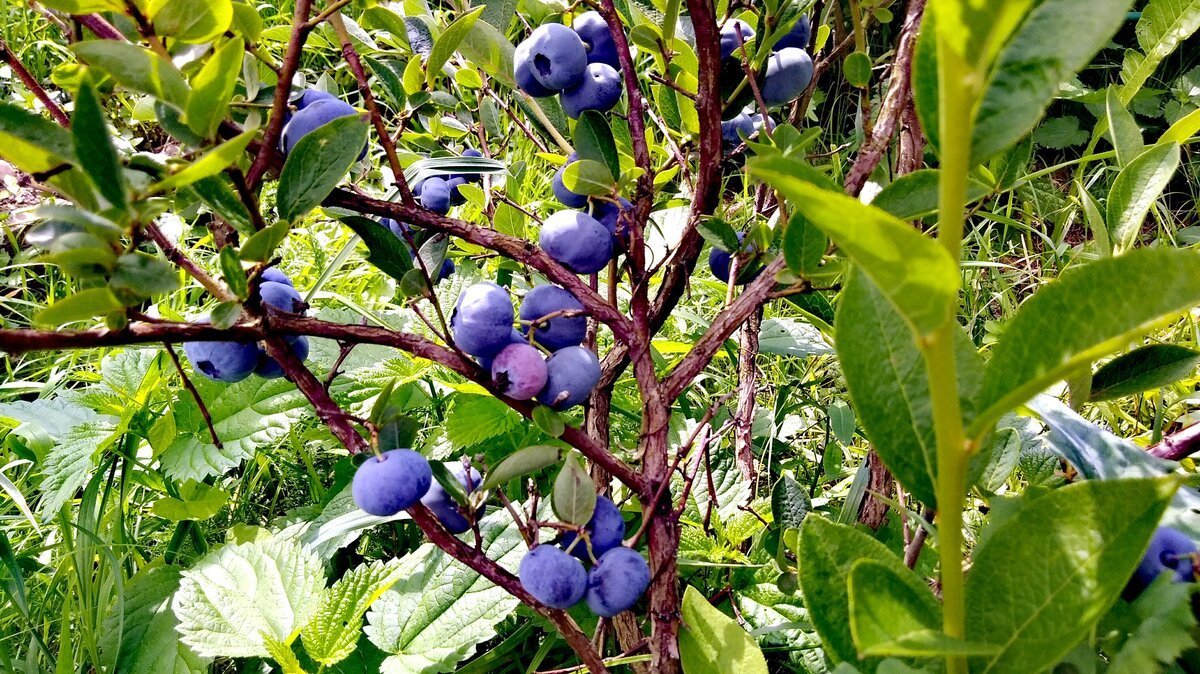 где выращивают голубику. где выращивают голубику. голубика садовая сорт патриот. голубика садовая. голубика bluecrop описание сорта.