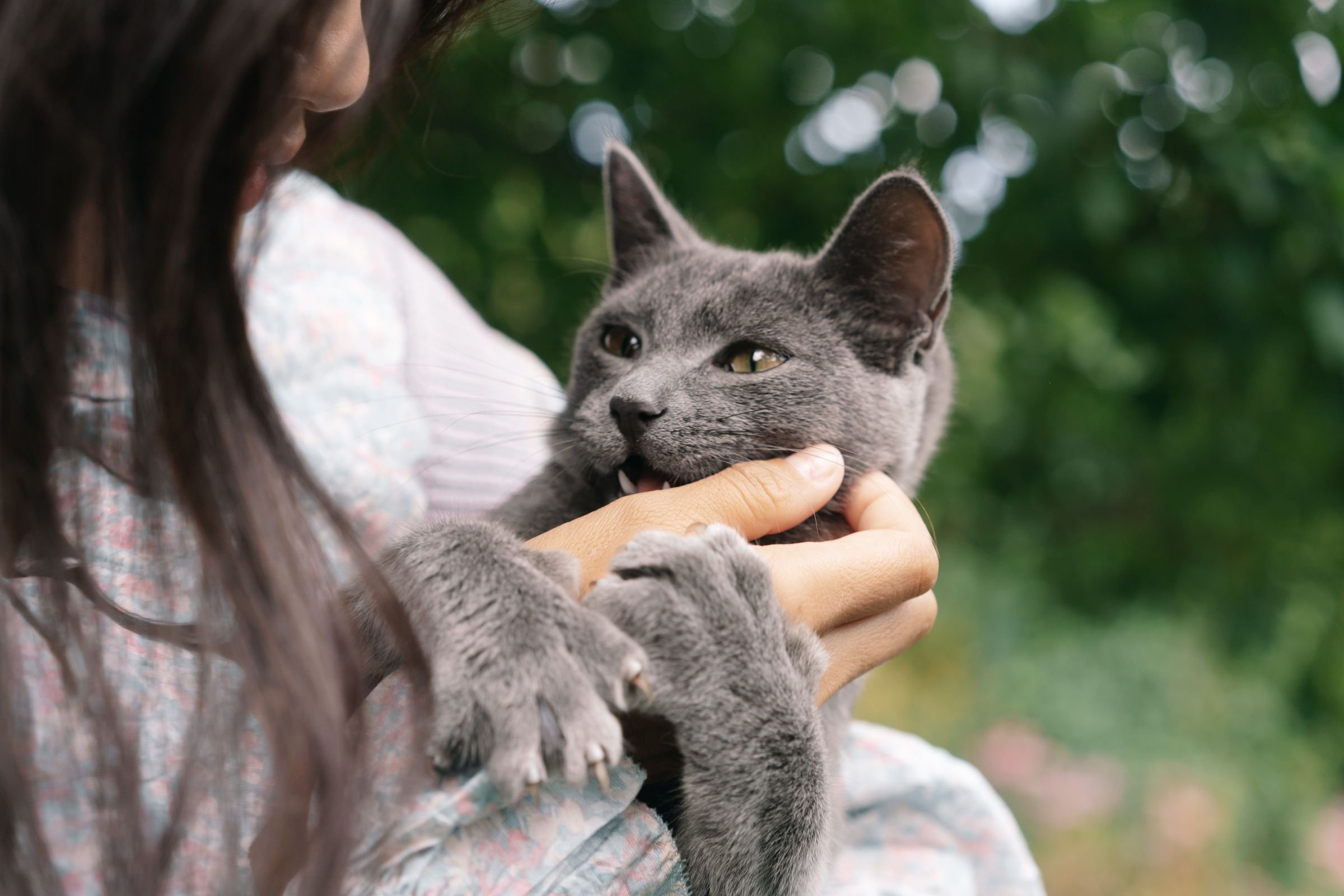 Кошка на столе сидит а птица стоит