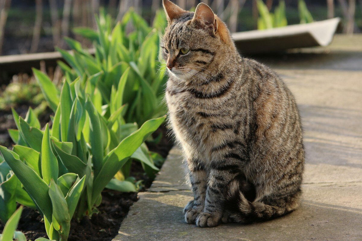 фотографии домашних котов