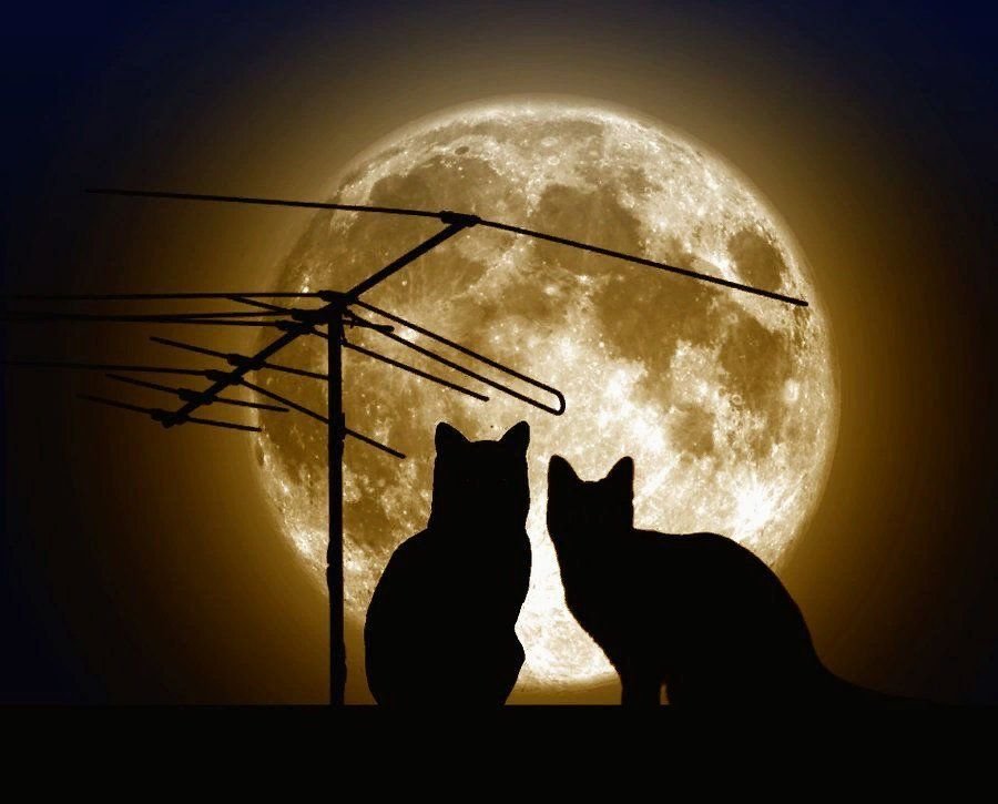 Кошка на крыше рисунок