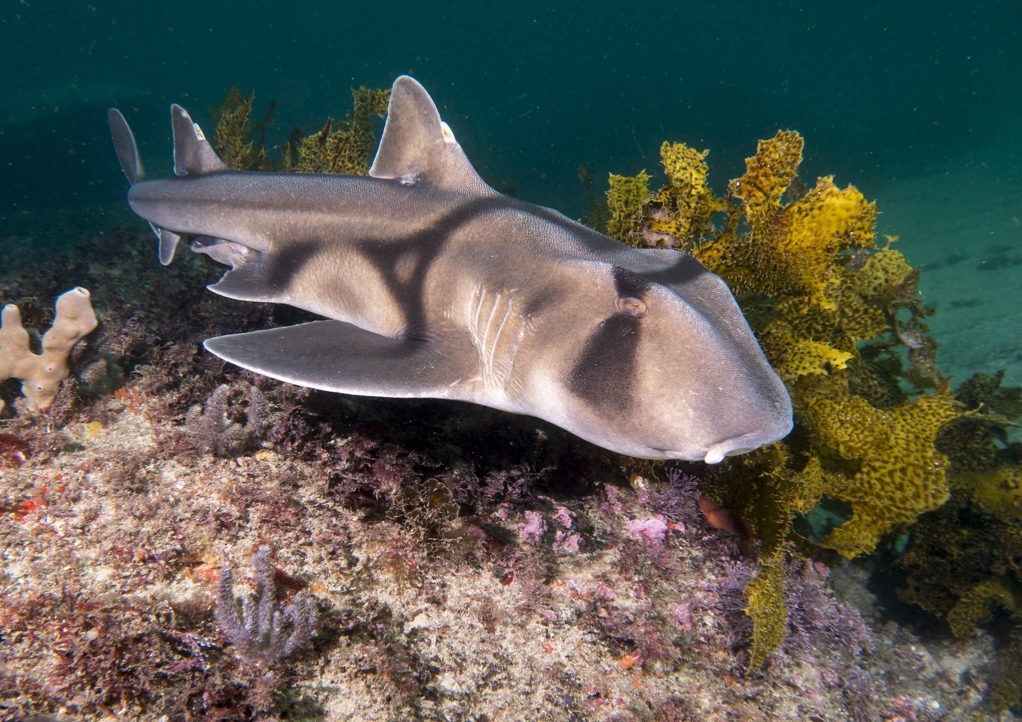 акулы австралии