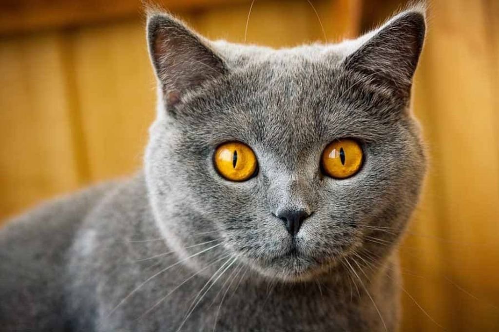 Кошка с желтыми глазами порода. Оранжевые глаза у кошки. Серая кошка с оранжевыми глазами. Коты с оранжевыми глазами. Кот серый.
