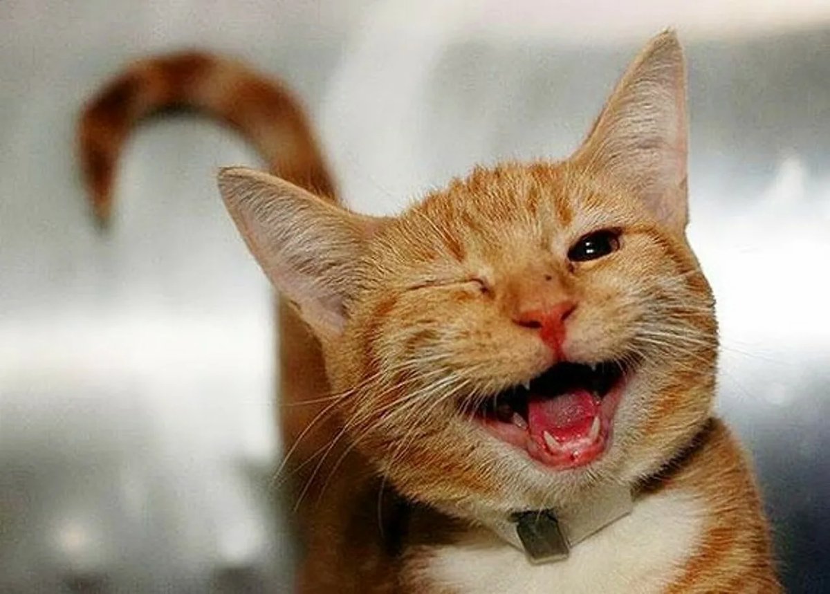 День уважения к кошке. Радостный кот. Улыбка кота. Веселый котик. Кот улыбается.
