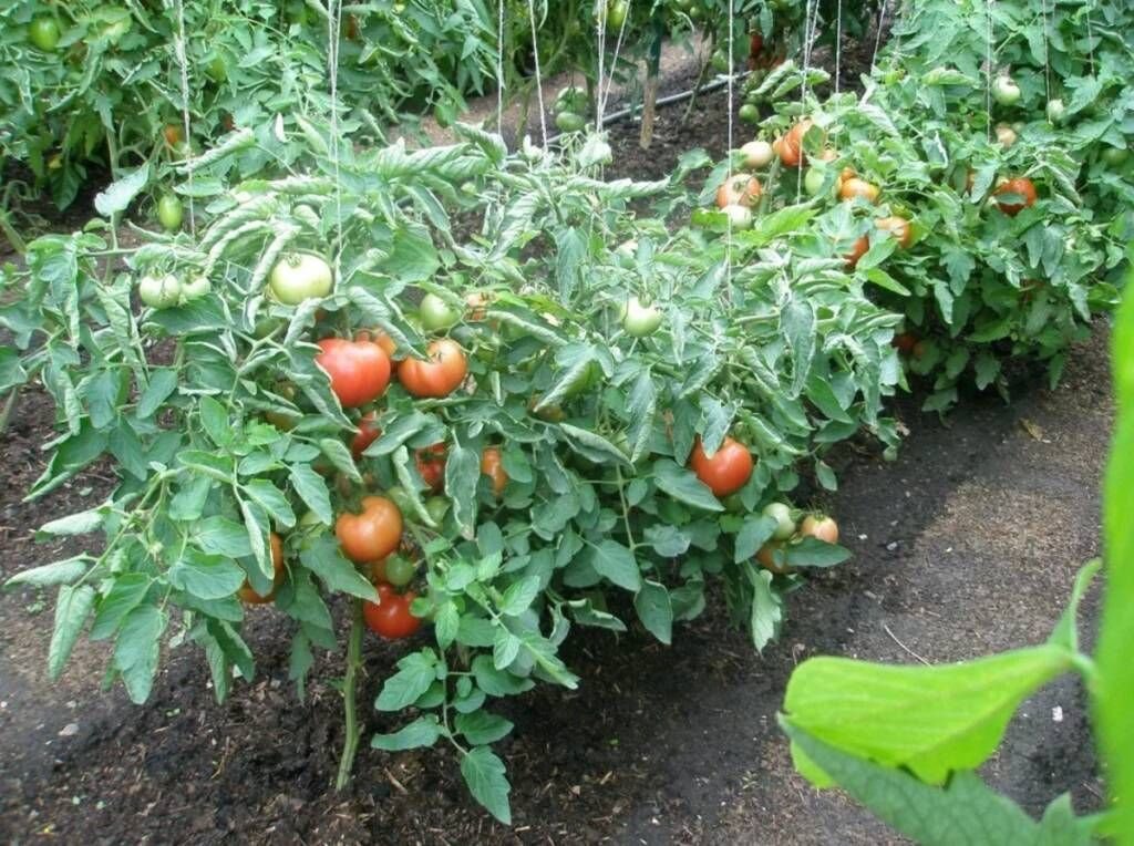 низкорослые томаты черри. томат ранняя пташка. на грядке выросли помидоры. томат быстренок. на грядке выросли помидоры.