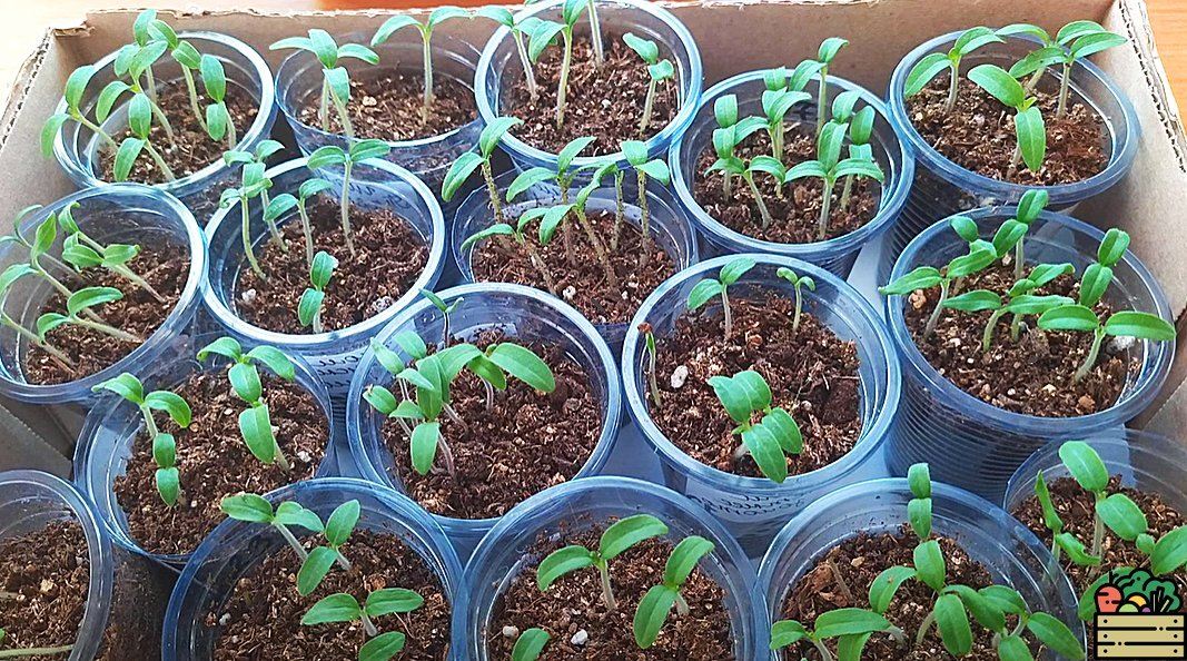 Пикировать бархатцы. Пикирование рассады помидор. Всходы семян черри. Пикирование рассады томатов. Всход рассады помидор.