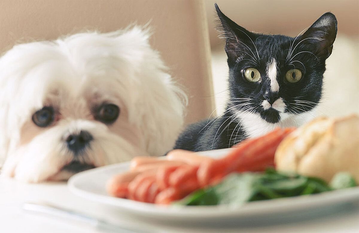 Котлеты для собак и кошек здоровое питание