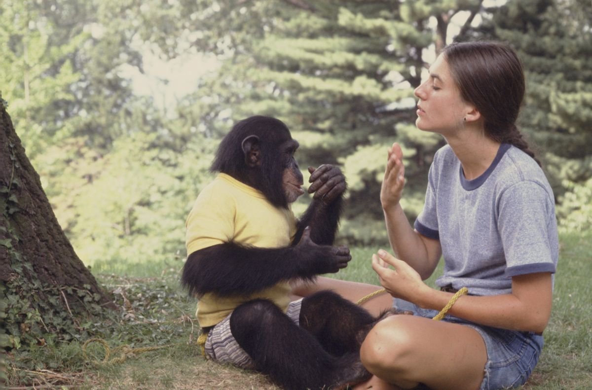 Покажи человека обезьяну. Шимпанзе Уошо. Аллен и Беатрис Гарднер и шимпанзе Уошо. Уошо шимпанзе Гарднеры. Беатрис Гарднер.