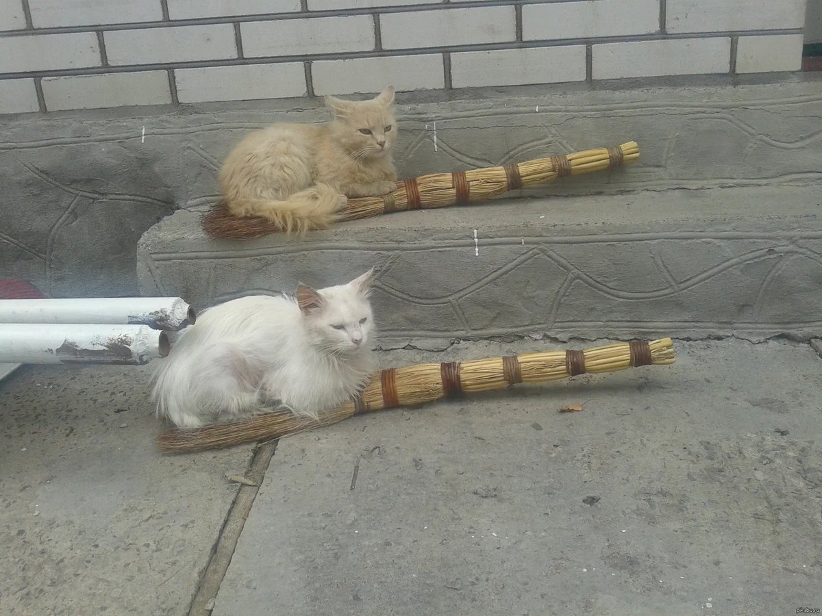 Кот с лопатой картинки