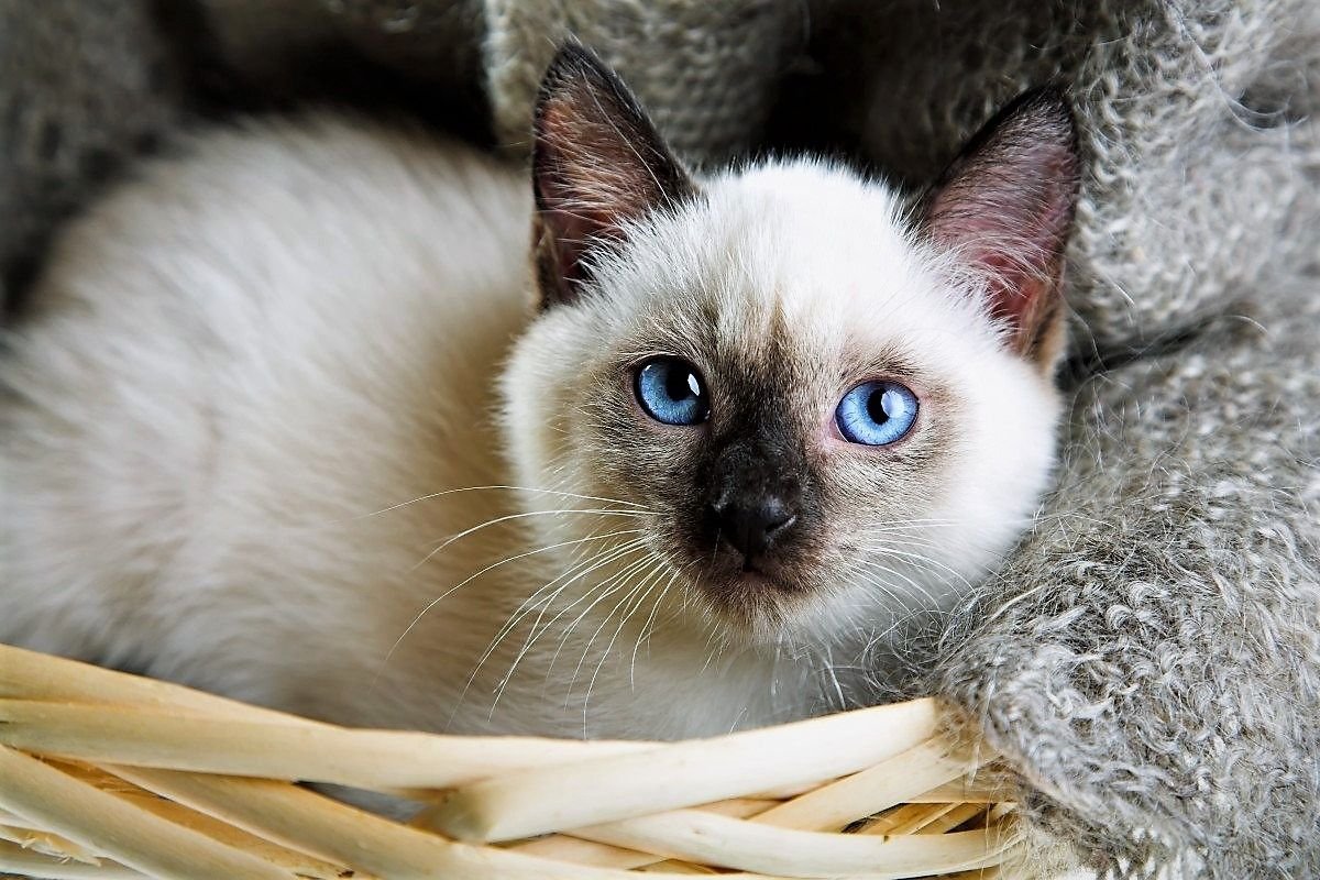 Фото тайского кота с голубыми глазами