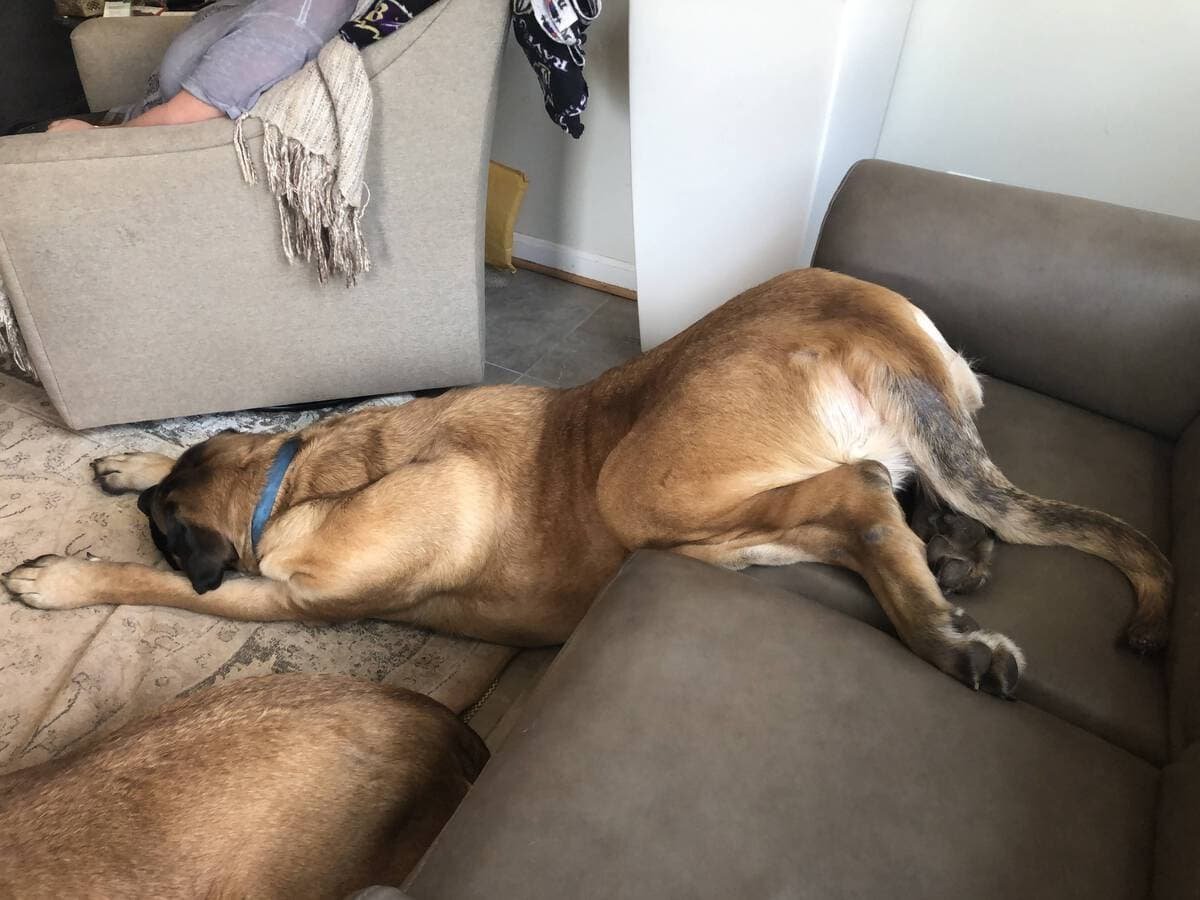 собака спит на диване