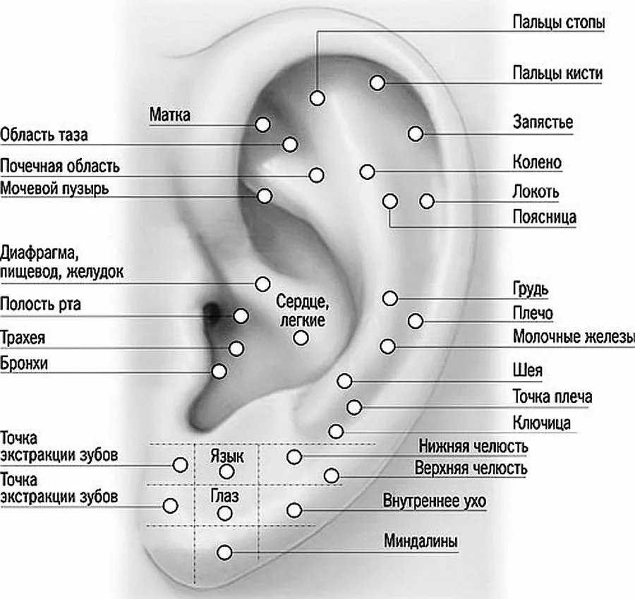 Что значат точки. Акупунктура ушной раковины. Точки акупунктуры на ушной раковине. Прокол уха виды схема.