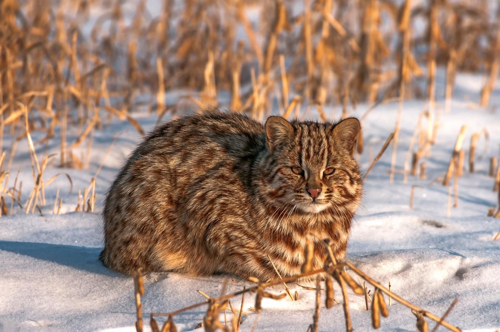 Лесный. Дальневосточный Амурский Лесной кот. Дальневосточный камышовый кот. Дальневосточный Лесной кот (Prionailurus bengalensis euptilurus). Кот дикий Лесной камышовый Амурский.