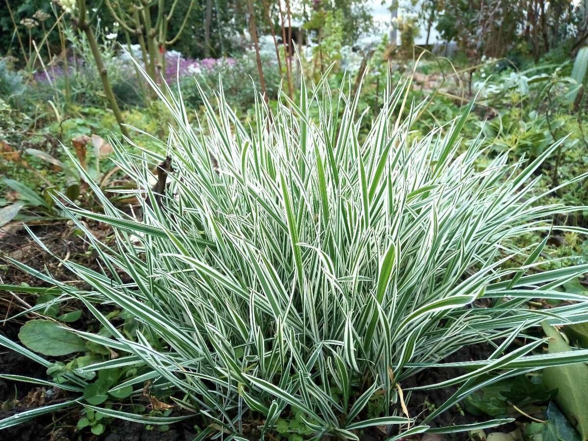 Райграс бульбоносный (Arrhenatherum bulbosum)