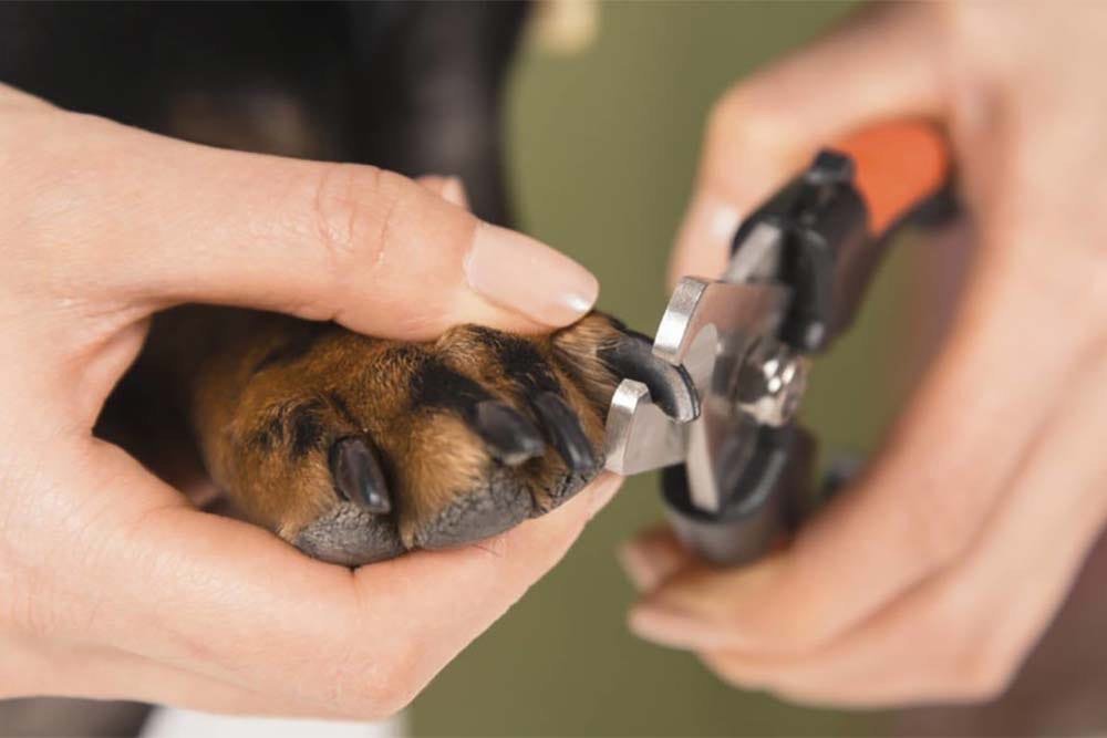 Как подстричь когти собаке в домашних условиях если они черные