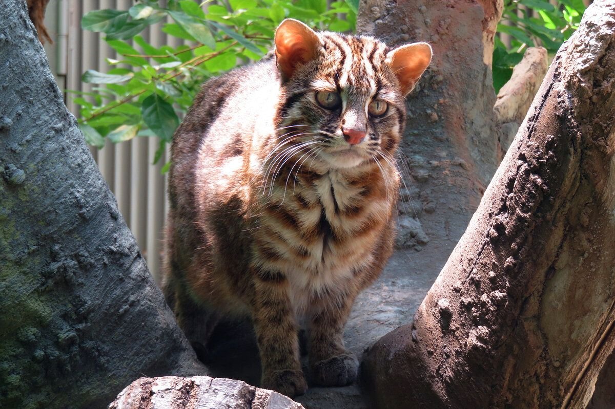 Дальневосточный Лесной кот Prionailurus bengalensis