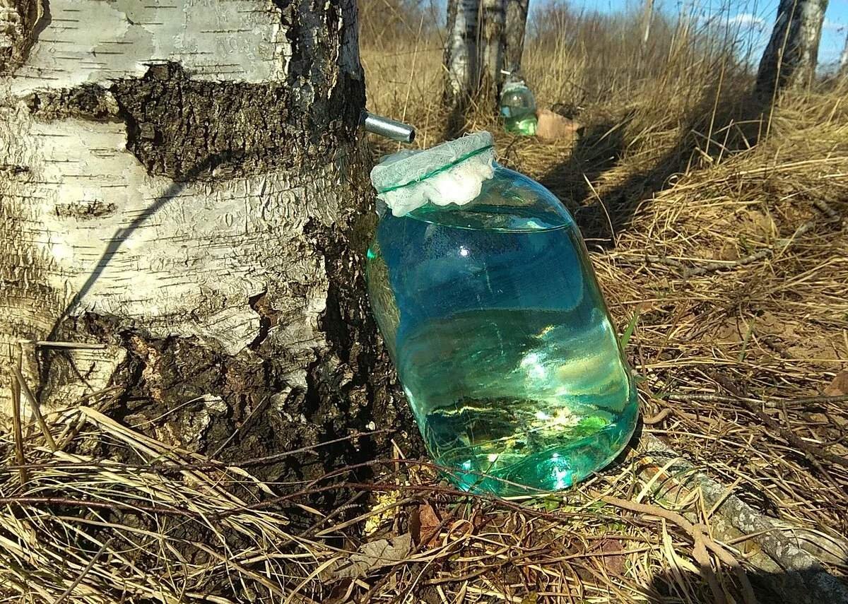 Березовая роща омск. Берёзовый сок. Искусственная береза. Искусственная ветка березы. Сок березовый 3 л.