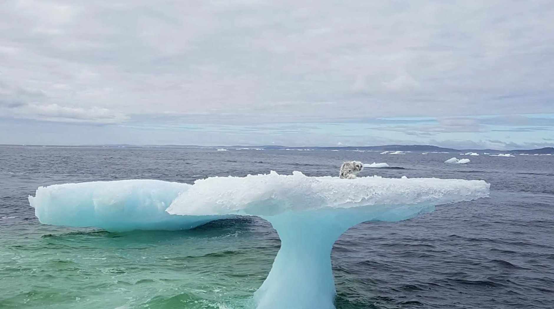 кловерфилд монстро концепт арт. нечто карпентер монстр. шоколад тает. нечто удивительное. нечто удивительное.