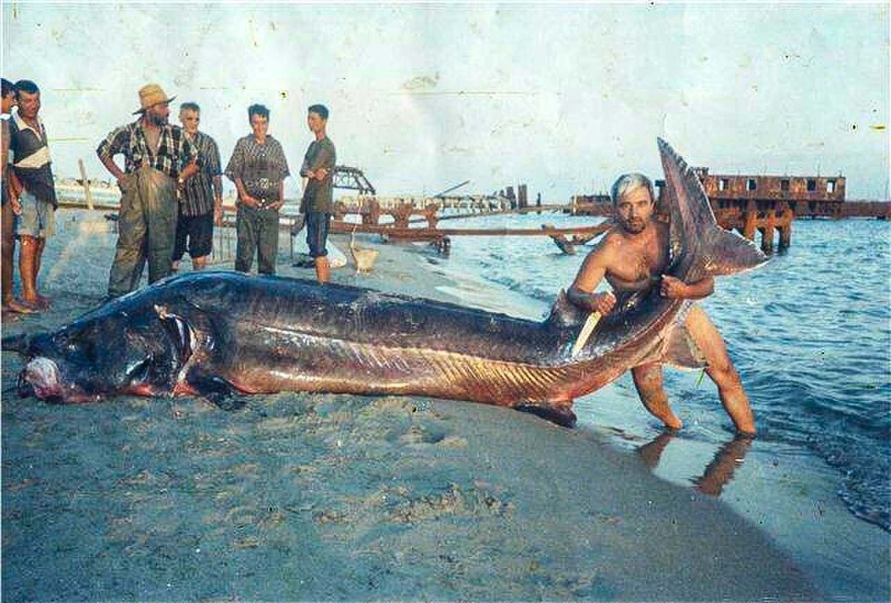 Волжская рыба Белуга
