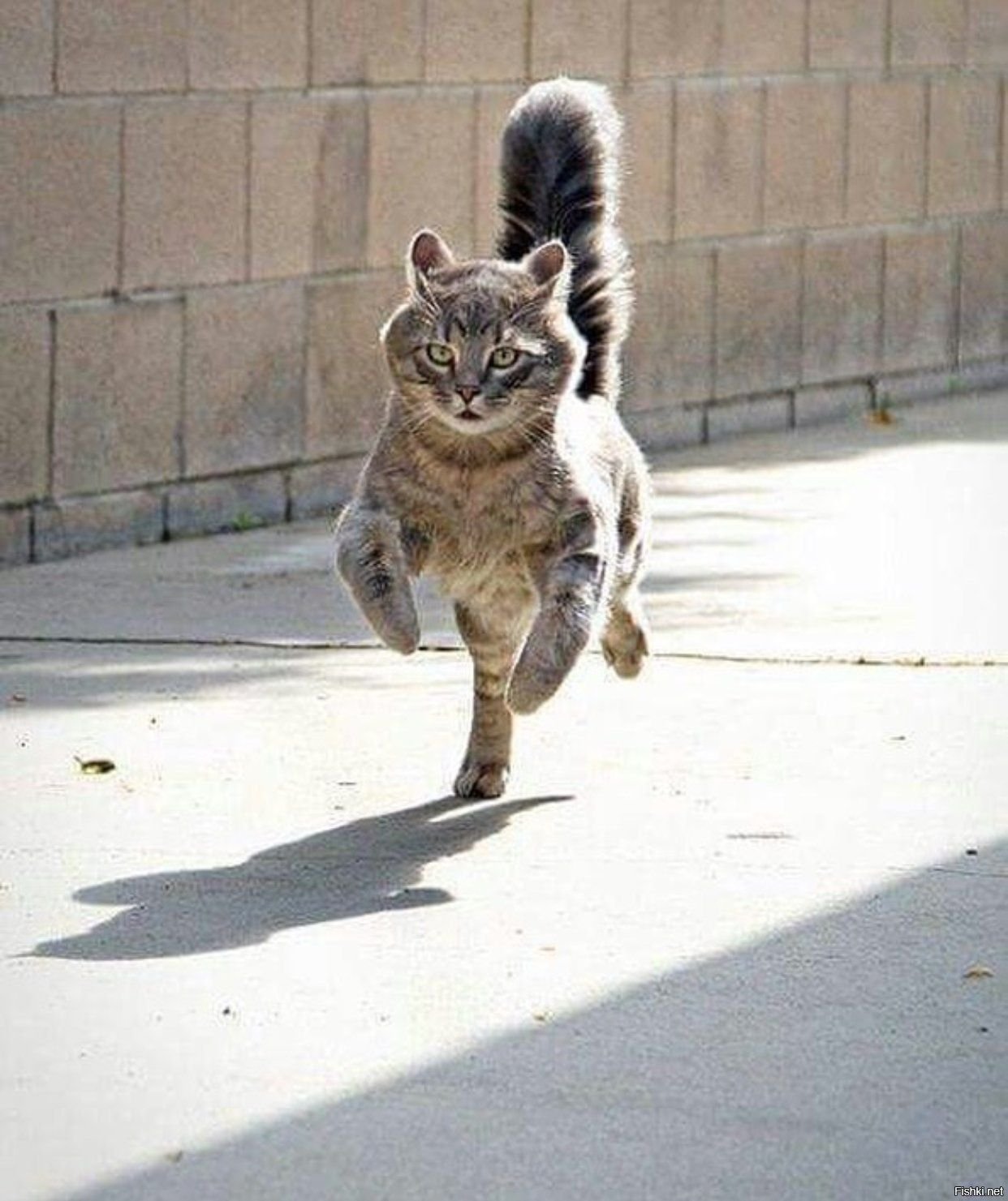 Бегать хвостиком. Кот бежит. Кошка бегает. Коты убегают. Котейка бежит.