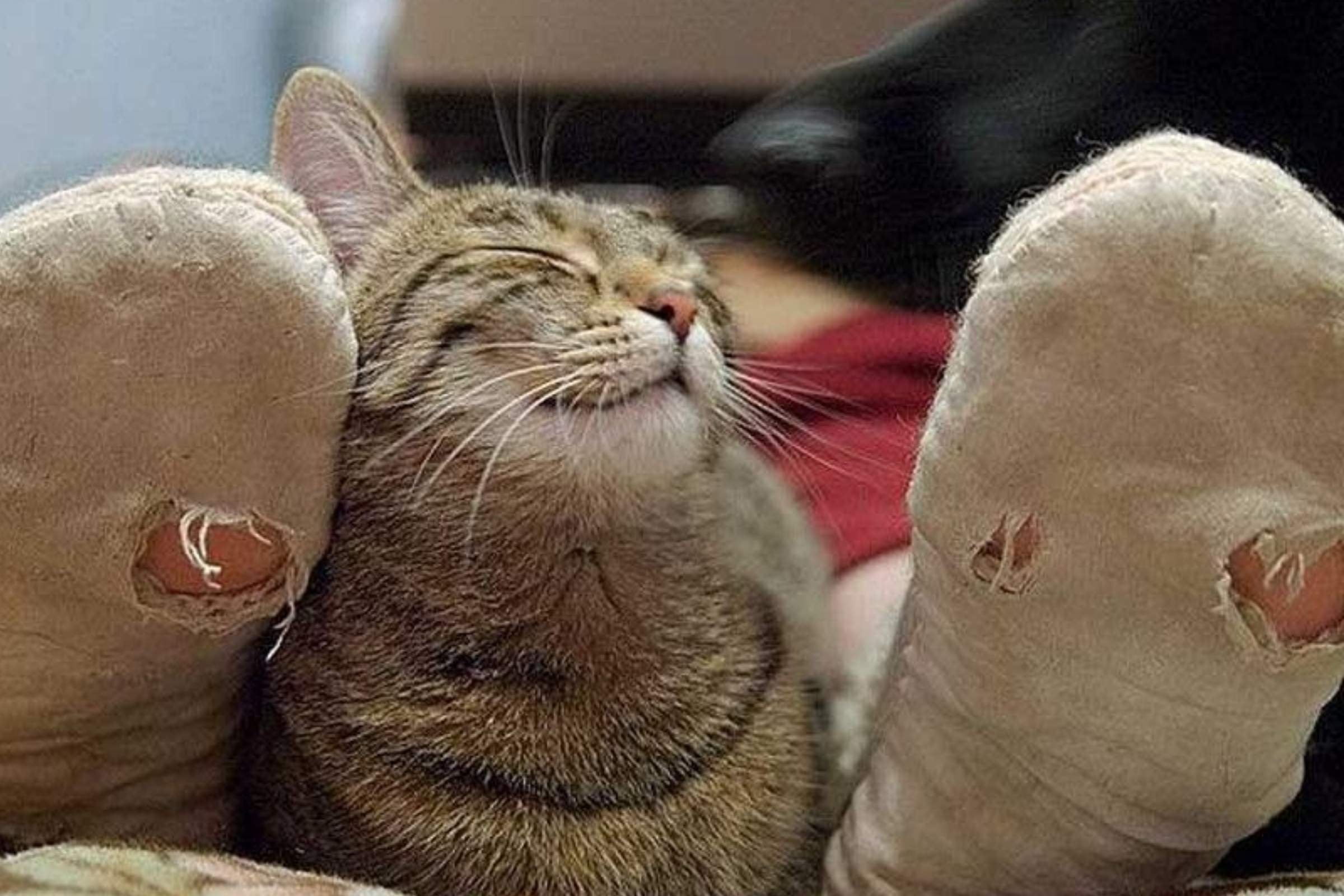 Почему пахнут носки. Дурная кошка. Вонючий кот. Кот балдеет.