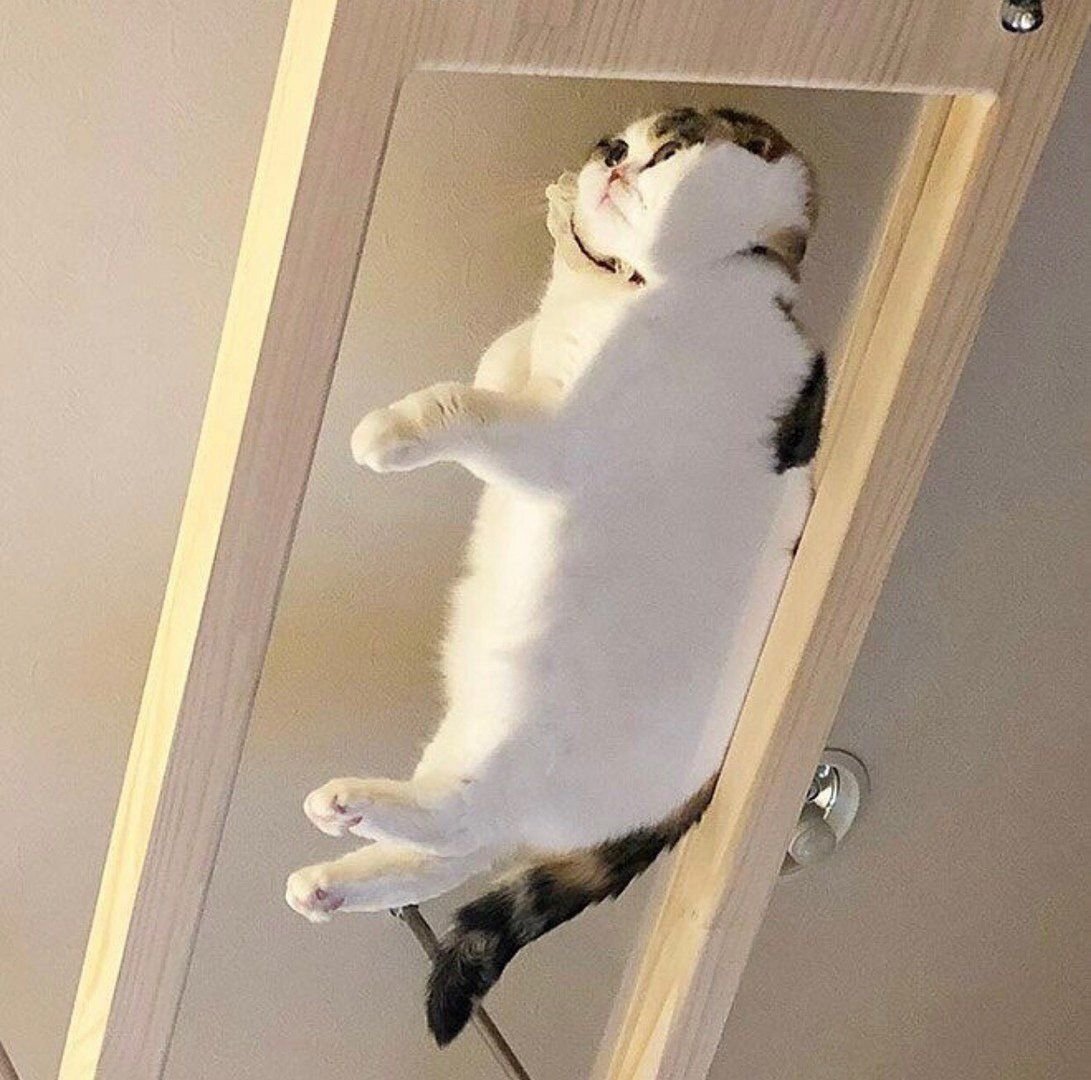 кот который сидит на шкафу