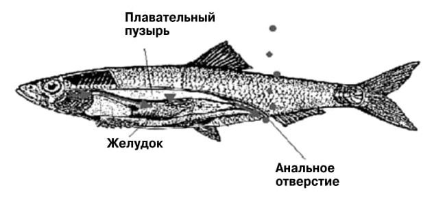 Внутреннее строение скумбрии рисунок