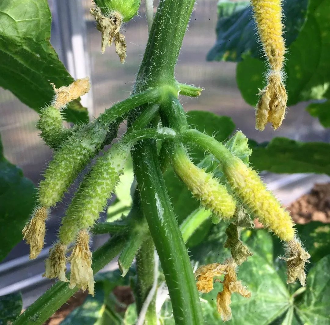 Кабачки опыление. Завязь дыни желтеет и опадает. Кабачки опыление. Завязи кабачков. Завязь дыни.