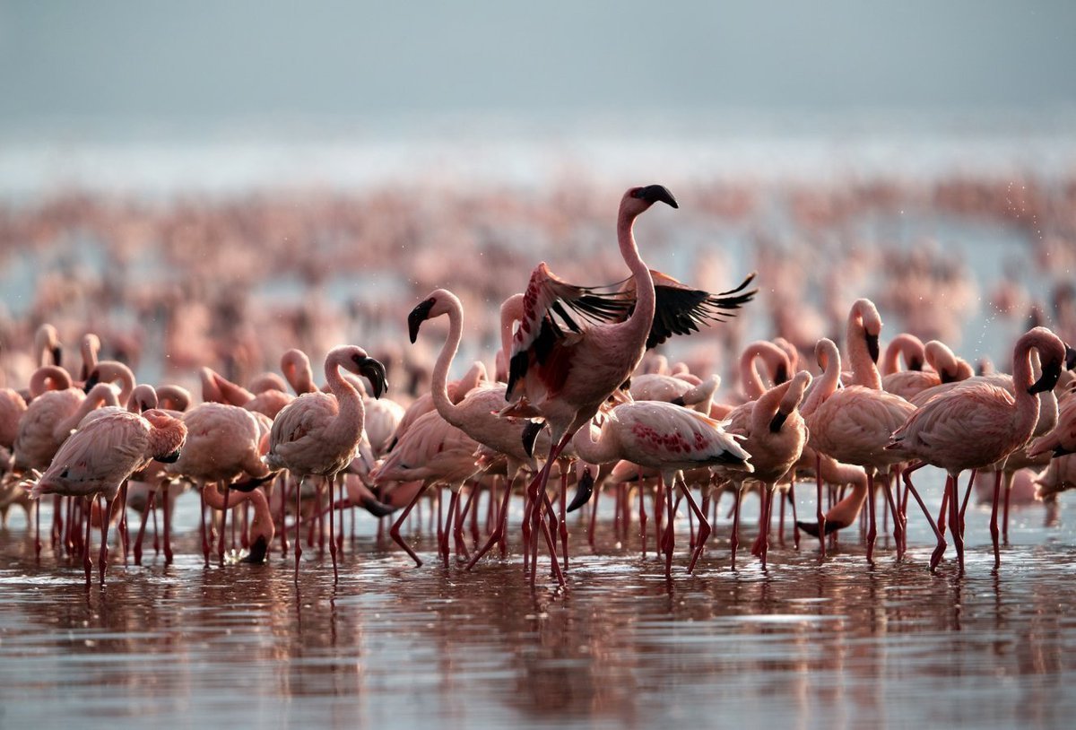 Озеро Натрон Фламинго