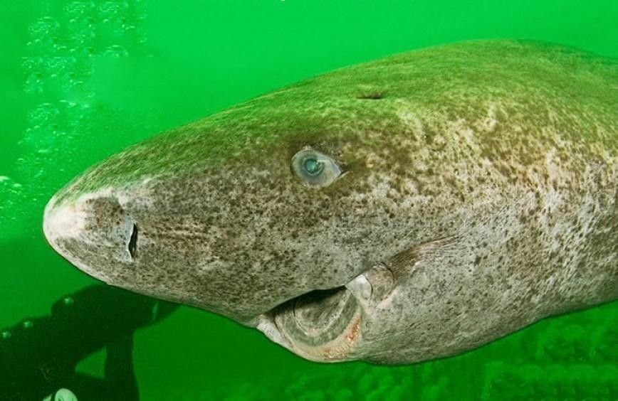 гигантская тигровая акула. хвост белой акулы. акулы средиземного моря. акула долгожитель. гренландская акула.