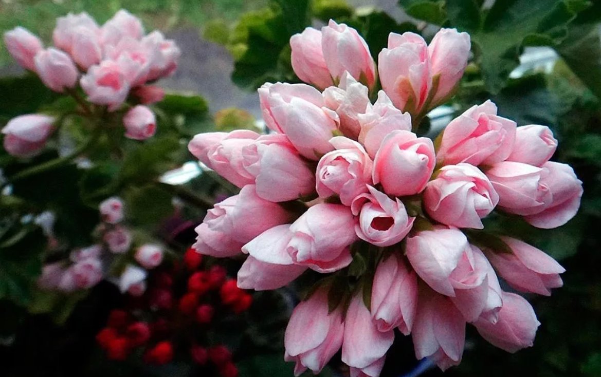 Пеларгония тюльпановидная Эмма