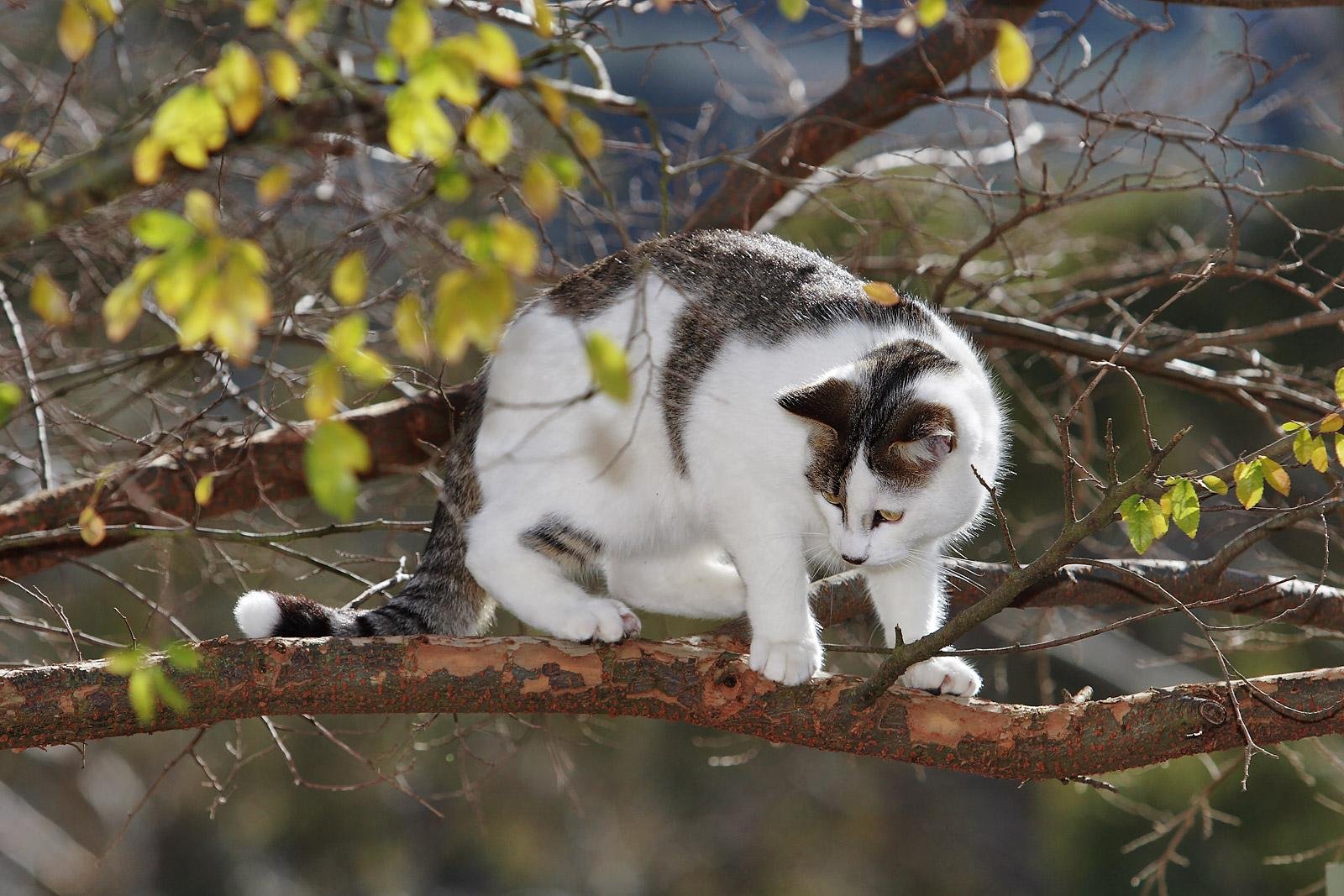 Кошка сидит на ветке дерева