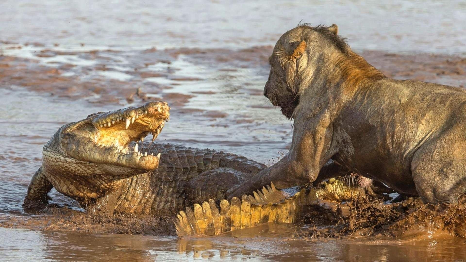 Тигр лев крокодил