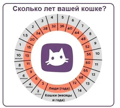 Сколько зубов у кошки схема 10 лет