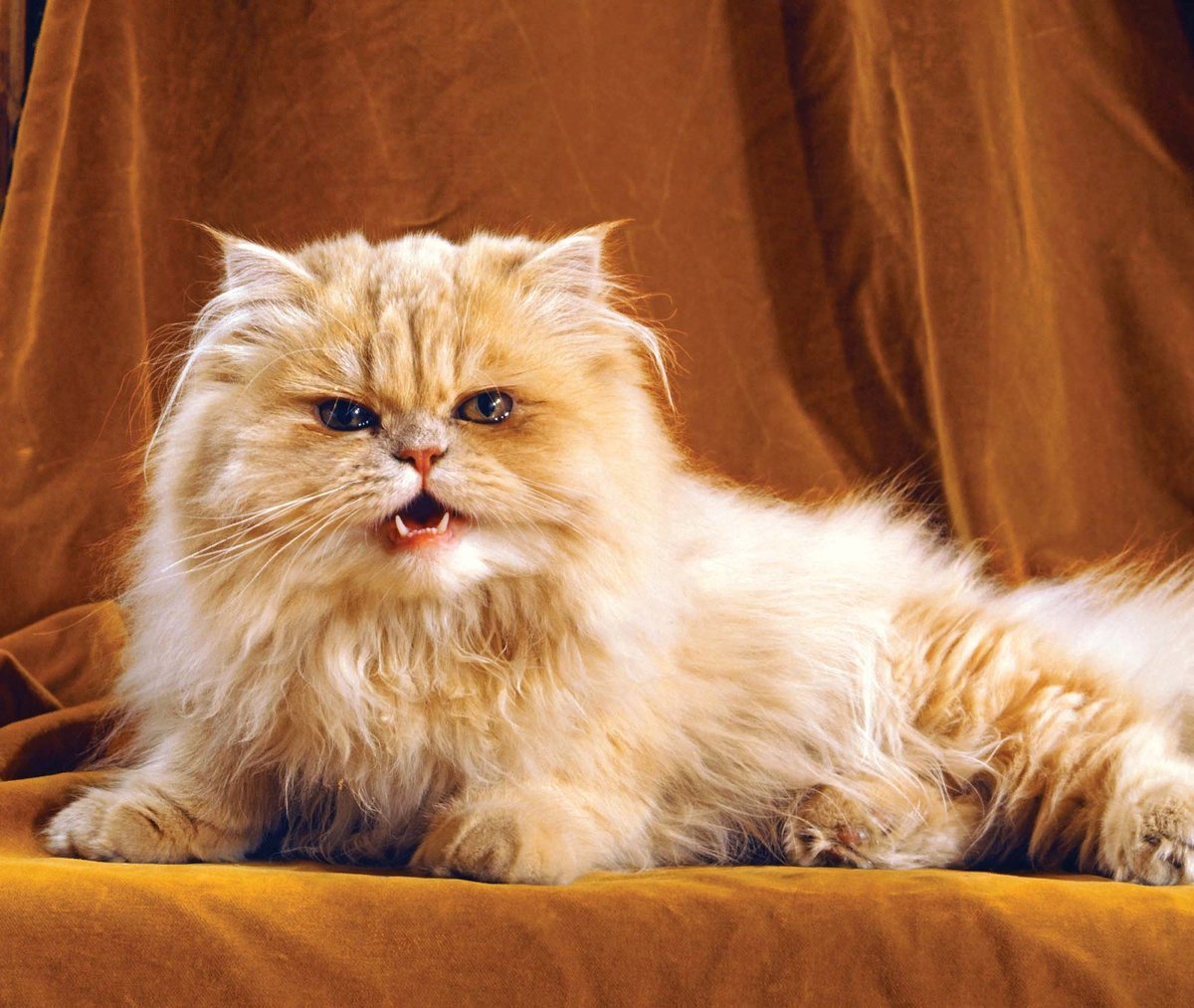 Порода кошек персидская фото