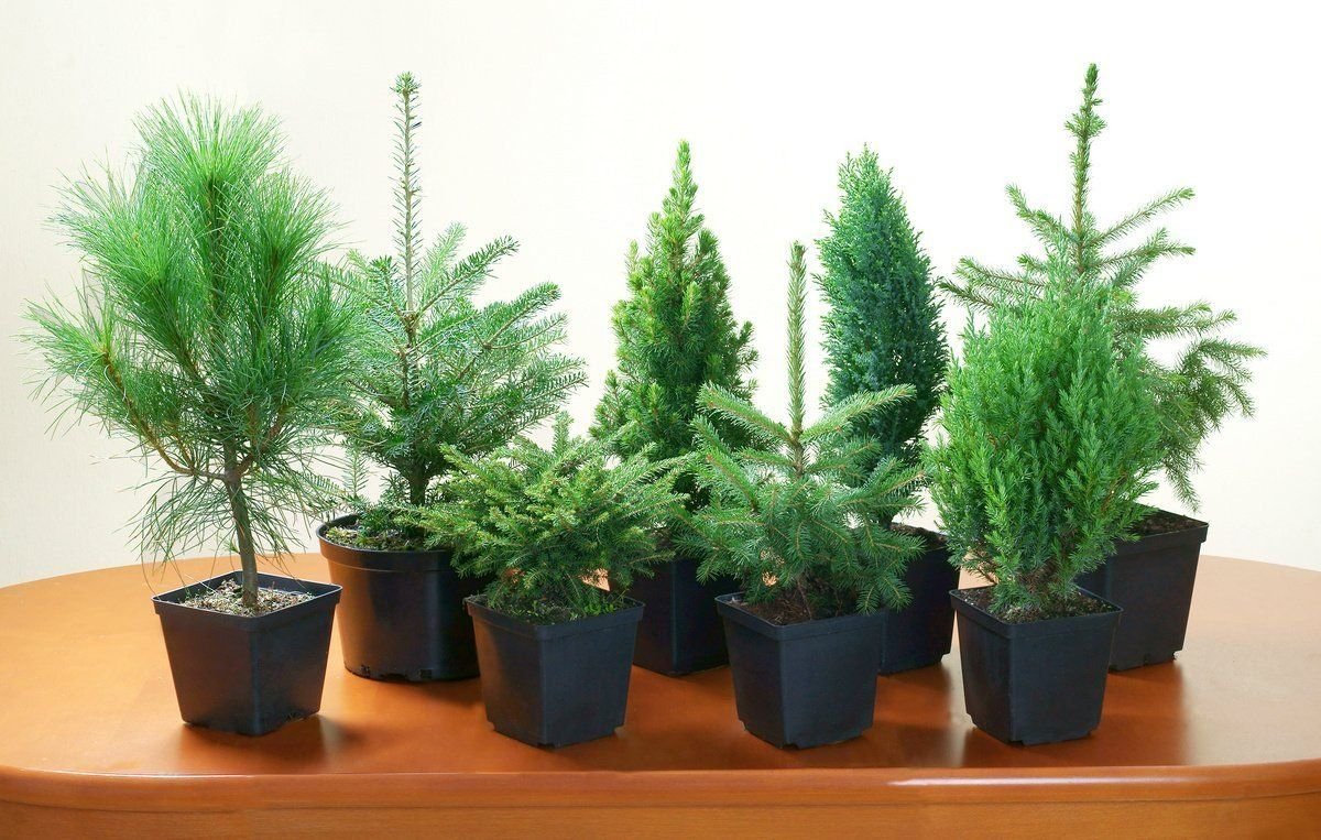 пихта кипарис. красивая елка на новый год. подставка живой елки в квартире. смешная елка. новогодняя елка в доме.