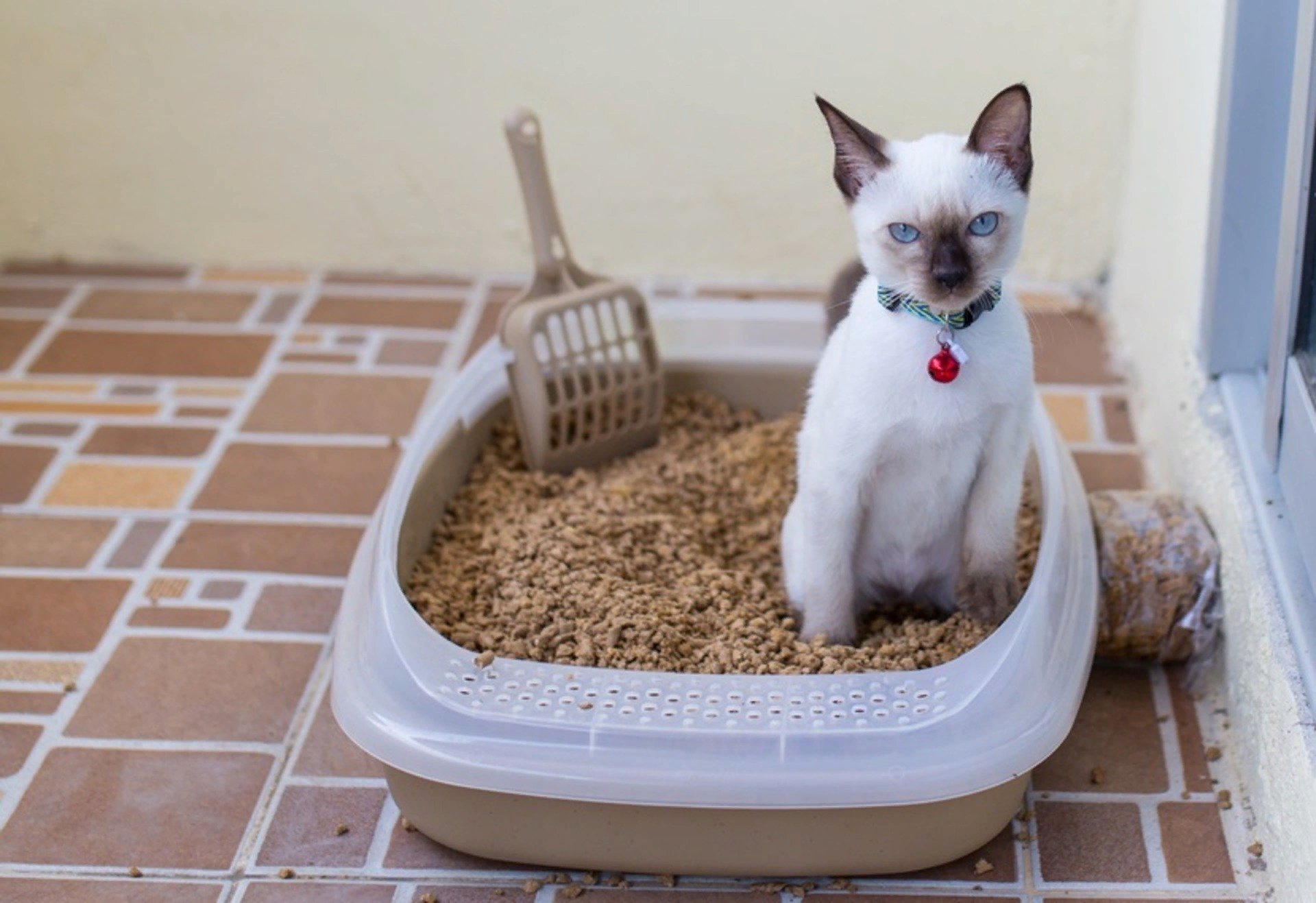 Кошка не ходит в туалет. Лоток для кота. Наполнитель для лотка для кошек. Котенок ходит в лоток. Котики в кошачьем туалете.