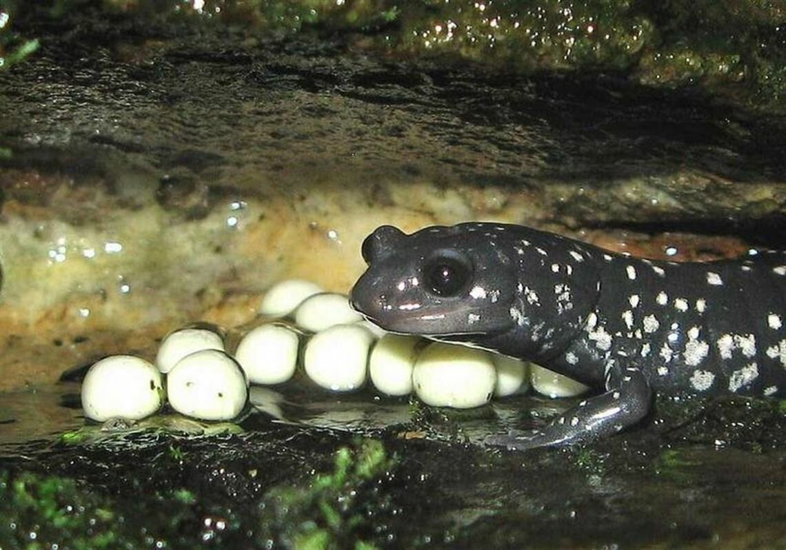 размножение земноводных наружное или внутреннее. наружное оплодотворение у амфибий. размножение амфибий. размножение жаб и лягушек. оплодотворение и развитие земноводных.