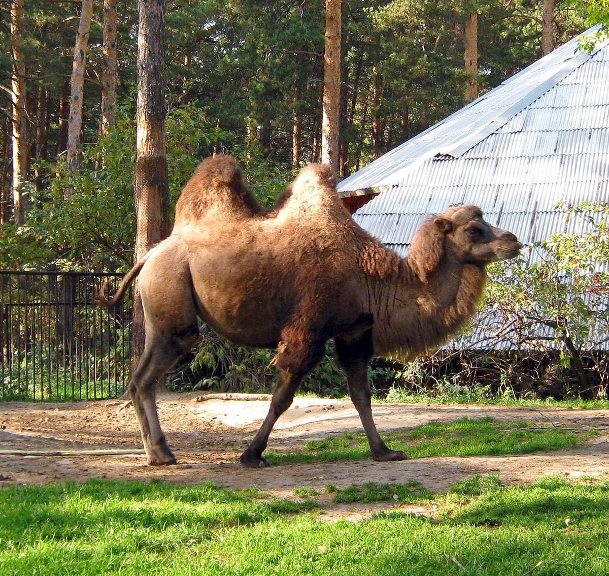 Звери в Новосибирском зоопарке