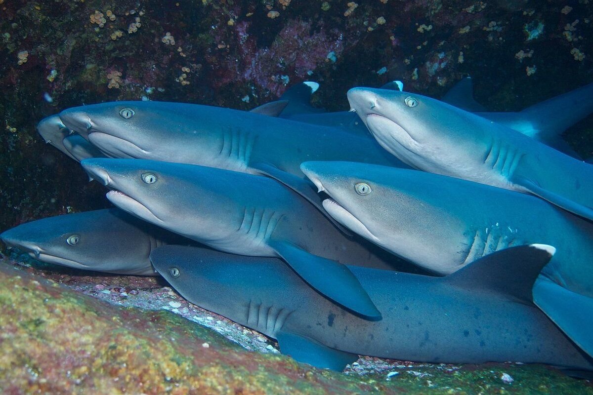 Whitetip Reef Shark